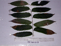 Dracontomelon dao image