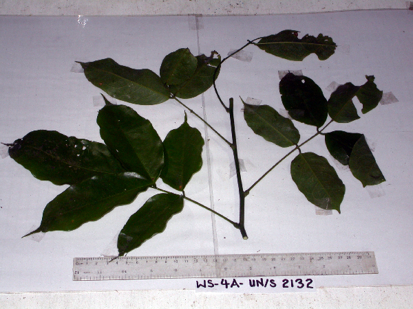 Aganope heptaphylla image