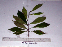 Terminalia microcarpa image