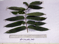 Dracontomelon dao image