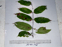 Uncaria lanosa image