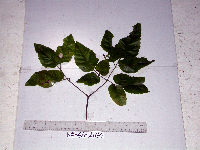 Petraeovitex multiflora image