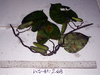 Tylophora velutina image