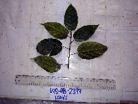 thumbnail image of current specimen