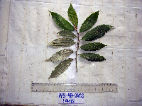 Leucosyke australis image