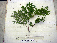 Tristiropsis acutangula image