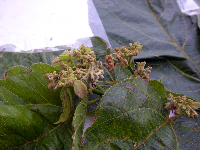Trichospermum pleiostigma image