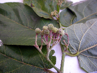 Trichospermum pleiostigma image