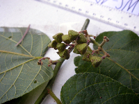 Trichospermum pleiostigma image