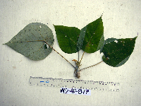 Thumbnail image of current specimen