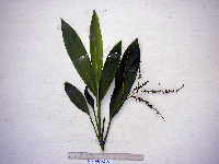Cordyline fruticosa image