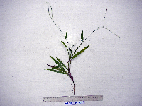 Paspalum conjugatum image