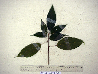 thumbnail image of current specimen