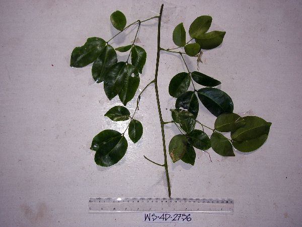 Entada image