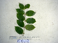 Uncaria nervosa image