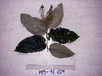 Image Associated With the Occurence