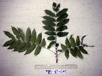 Dracontomelon dao image