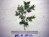 Tristiropsis acutangula image