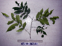 Didymocheton annae image