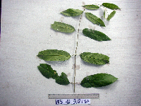 Oxera splendida image