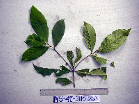 Terminalia complanata image