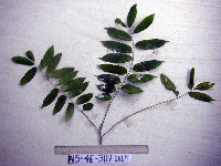 Dracontomelon dao image