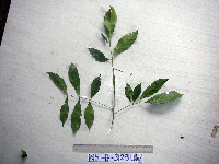 Harpullia longipetala image