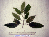 thumbnail image of current specimen