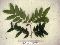 Tristiropsis acutangula image