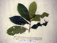 Terminalia complanata image