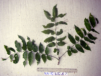 Dracontomelon dao image