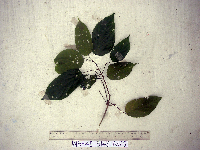 Thumbnail image of current specimen