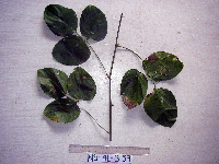 Mucuna bennettii image