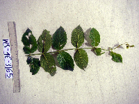 Uncaria nervosa image