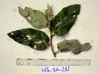 Image Associated With the Occurence