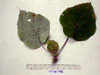 thumbnail image of current specimen
