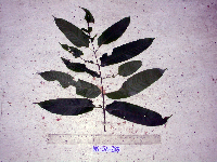 Dracontomelon dao image