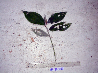 Leucosyke australis image