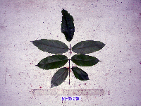 Aganope heptaphylla image
