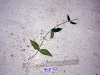 Ichnocarpus frutescens image