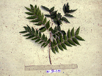 Tristiropsis acutangula image