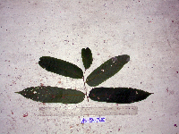 Dracontomelon dao image