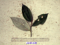 Leucosyke australis image