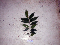 Tristiropsis acutangula image