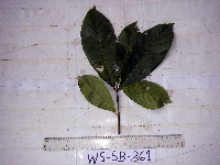 Terminalia complanata image
