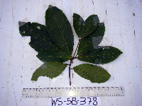 Terminalia complanata image