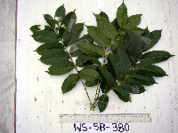 Spondias dulcis image