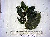 Image Associated With the Occurence