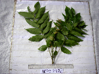 Dracontomelon dao image