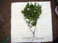 Tristiropsis acutangula image